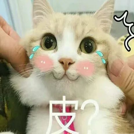 一脸忧郁的猫表情包蒜头