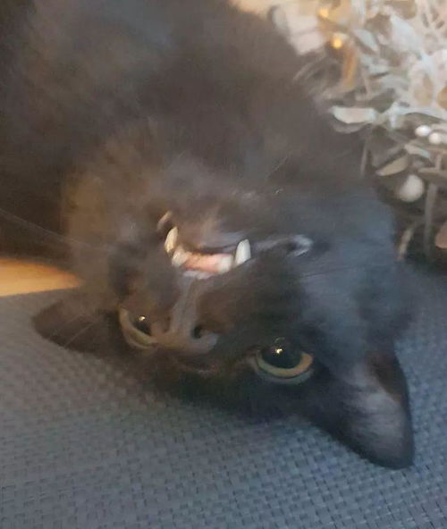  从来没有见过户外的猫第一次见到阳台,一脸震惊的表情让人笑坏了...