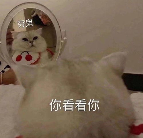  一大波福利你们要的猫猫表情包来啦这才是猛男该用的表情包