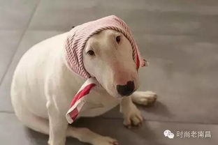  万万没想到,影帝竟然栽在一条狗手里