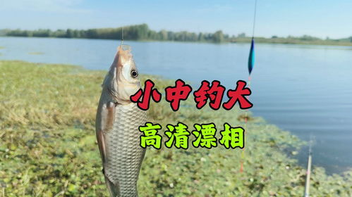 钓不动表情包杂鱼