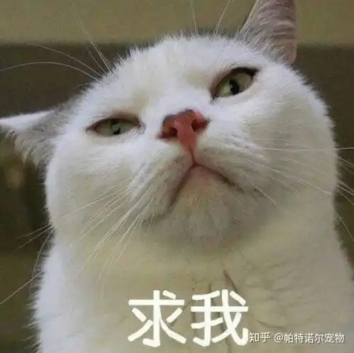 猫咪只想和你混口饭吃想要猫咪不高冷,这七字真言请收藏 猫咪只想和你混口饭吃想要猫咪不高冷,这七字真言请收藏