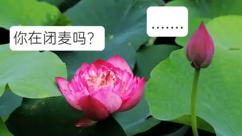 好运莲莲深圳人,你的专属夏日表情包来了 好运莲莲深圳人,你的专属夏日表情包来了