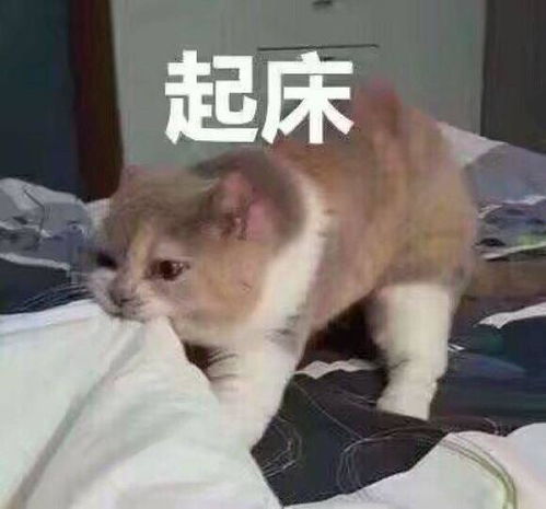 猫咪叫你起床表情包起床了吗快起床