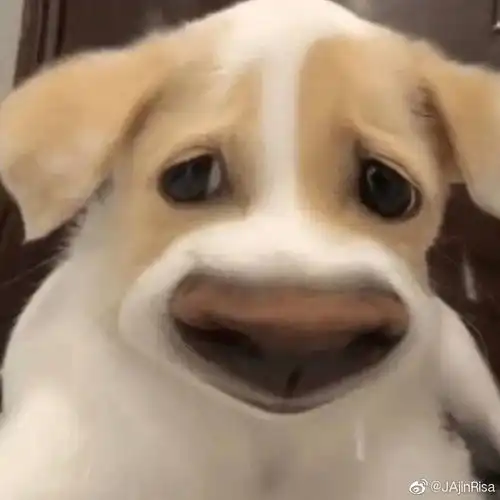 求和外表人设类似的文 求和外表人设类似的文