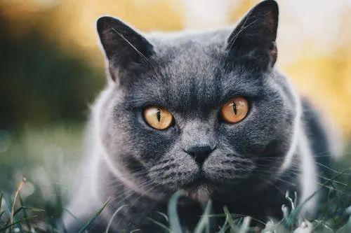  猫咪最嫌弃脚臭味那是因为你没给它闻这个