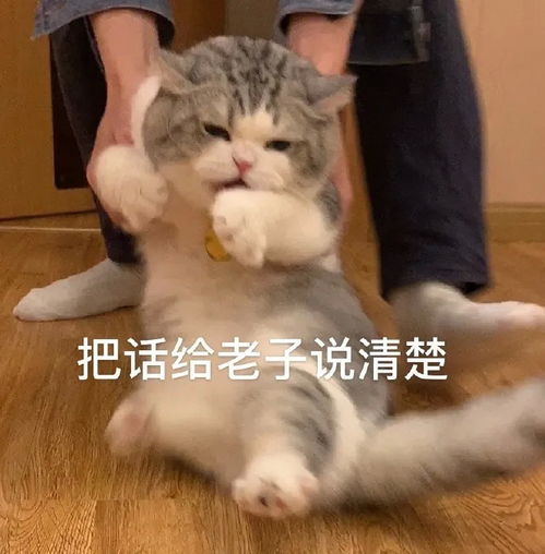  萌宠表情包我在姐姐怀里