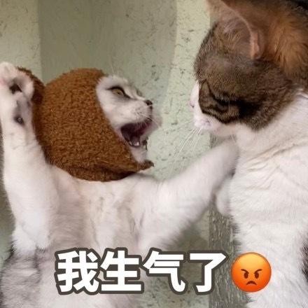  暴躁猫咪表情包合集我生气了,不和你好了