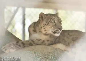甘肃阿克塞野生动物救助站雪豹的安逸生活 甘肃阿克塞野生动物救助站雪豹的安逸生活