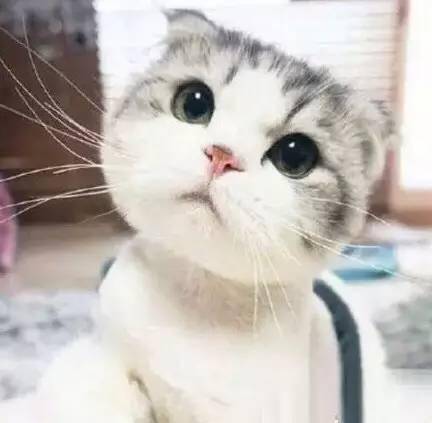  为什么圆脸比瓜子脸好看看完你就懂了