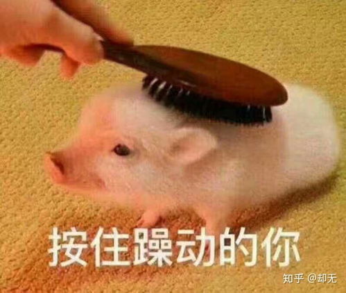  你最常用哪些有意思的表情包