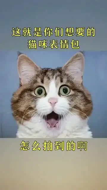 这就是你们想要的猫咪表情包 这就是你们想要的猫咪表情包