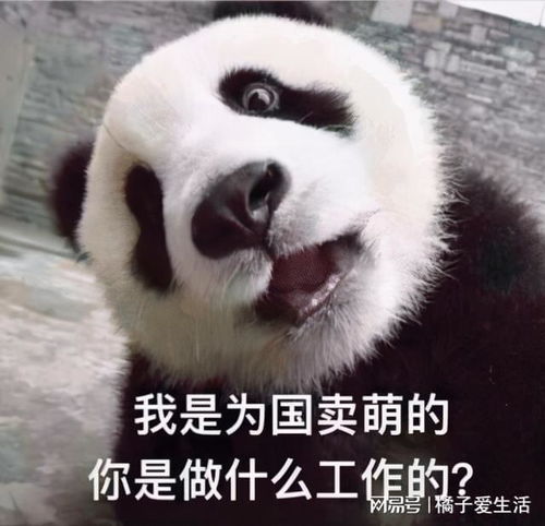  因为太能吃,大熊猫被马来西亚退货当事大熊猫公开退货真相