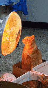  这只橘猫坐在箱子上烤着小太阳,这表情让人看了笑喷