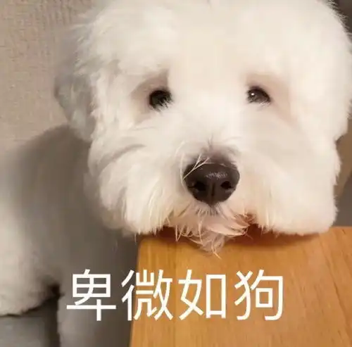 沙雕表情包l有点无聊要不我们骂骂男人吧 沙雕表情包l有点无聊要不我们骂骂男人吧