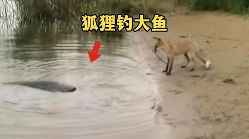  狐狸居然也会钓鱼,就是鱼太大了,根本拖不动