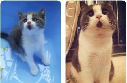  不信你没用过它的表情包爆红网络的惊讶猫其实一点也不惊讶