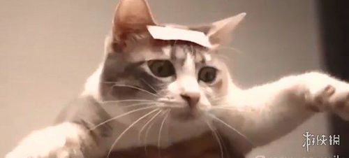  网友用自家猫还原了狮子王预告猫主子一脸懵逼