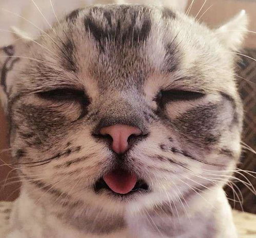  拥有全世界最忧伤表情的小猫,它可怜的模样真的会让人看到好揪心