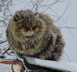  西伯利亚农场成猫岛喵星人雪中漫步6
