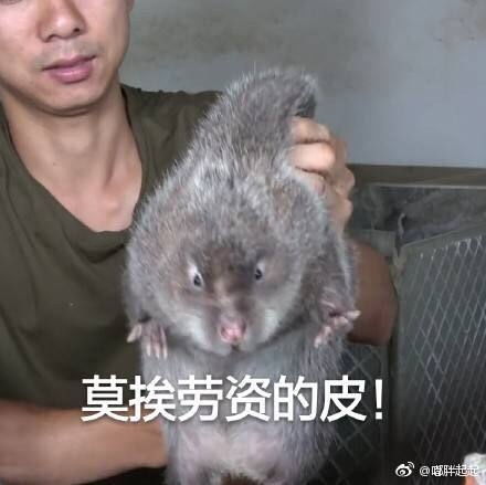  华农兄弟吃竹鼠的一般步骤