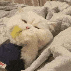  历史回顾大脸猫球球表情包第二弹