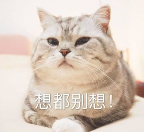  猫砂选择也有讲究用错猫砂家里甲醛飞满天,人宠都要出问题