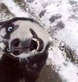 网通社汽车潍坊郑州日产 网通社汽车潍坊郑州日产