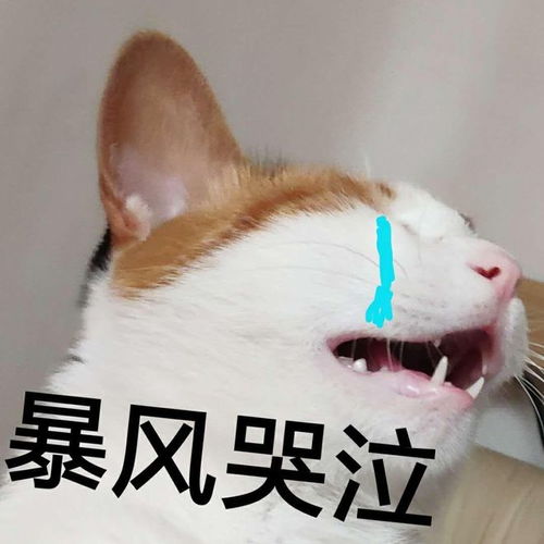 猫咪哭表情包台风雨