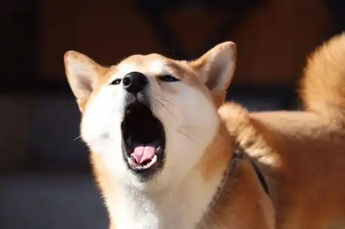 行走的表情包和忠犬八公,竟是一对孪生兄弟 行走的表情包和忠犬八公,竟是一对孪生兄弟