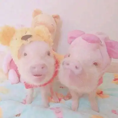猪头像情侣表情包猪小屁