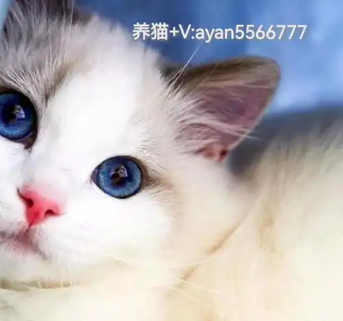  养布偶猫最忌讳的是什么