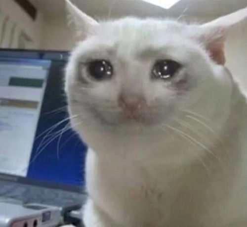  没有流泪猫猫头的表情包库不是完美的表情包库