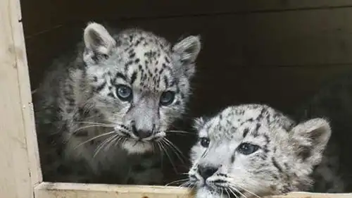 雪豹表情包双胞胎