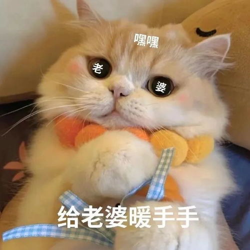 哼猫咪表情包
