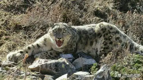 人们为野生雪豹做检测,带上项圈醒来后的雪豹一脸懵,这表情绝了 人们为野生雪豹做检测,带上项圈醒来后的雪豹一脸懵,这表情绝了