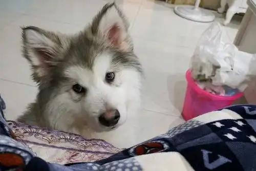 阿拉斯加为了求抱抱,它开始讲究策略了,狗直说没用 阿拉斯加为了求抱抱,它开始讲究策略了,狗直说没用