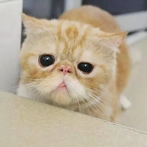 这些吐舌头的猫咪们,可爱极了 这些吐舌头的猫咪们,可爱极了