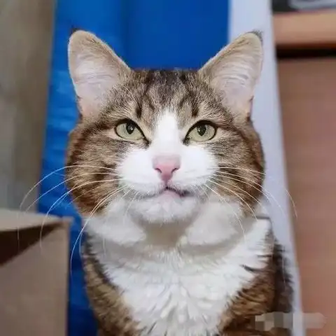 猫咪界的表情帝,活脱脱的行走的表情包 猫咪界的表情帝,活脱脱的行走的表情包