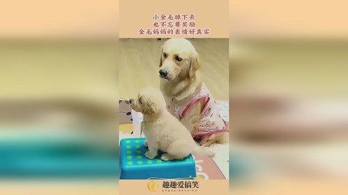 小金毛掉下去,也不忘要奖励,金毛妈妈的表情好真实 小金毛掉下去,也不忘要奖励,金毛妈妈的表情好真实