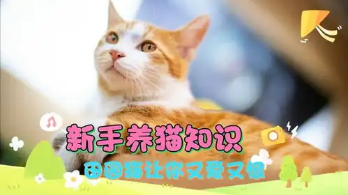 新手养猫知识,田园猫让你又爱又恨 新手养猫知识,田园猫让你又爱又恨