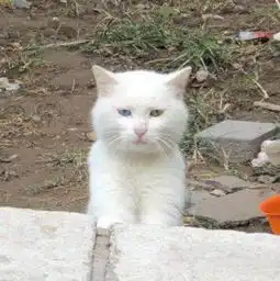 定时喂食的流浪猫越来越瘦,今天喂完后观察,终于知道了真相 定时喂食的流浪猫越来越瘦,今天喂完后观察,终于知道了真相