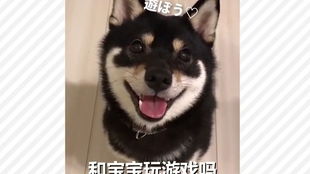 哈皮狗表情包汪星人