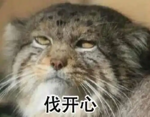 表情包看兔狲的小眼神自行体会 表情包看兔狲的小眼神自行体会