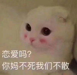  斗图表情包老子超可爱的哼