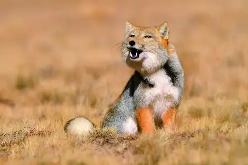 长得最欠揍的动物,行走的表情包,高傲无比 长得最欠揍的动物,行走的表情包,高傲无比