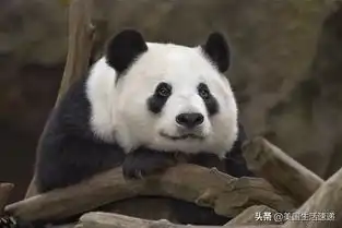 镇园之宝大熊猫要走网友着急了 镇园之宝大熊猫要走网友着急了