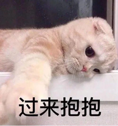  和对象聊天用的可爱表情包