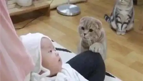  猫咪第一次见到小宝宝时,那小心翼翼的表情,主人看了忍不住笑喷