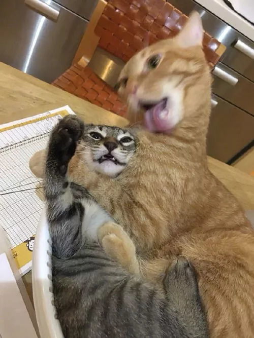  推主家的这只舔猫狂魔猫,每次舔起毛来,真是好猥琐,哈哈...
